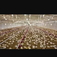 اجاره-مرغداری