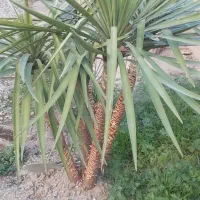 گل یوکا|حراج|گنبد کاووس, |دیوار