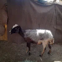 گوسفند گیج