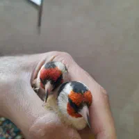 سهره نر|پرنده|کنگاور, |دیوار