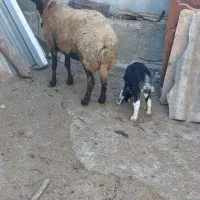 گوسفند خوب و عالی|حیوانات مزرعه|خان ببین, |دیوار