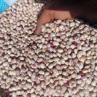 لوبیا چیتی عمده