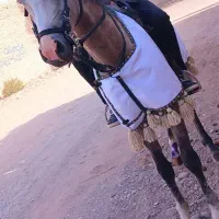 اسب سواری دار عرب مصری|اسب و تجهیزات اسب‌سواری|نرماشیر, |دیوار