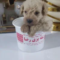 پودل نسکافه ای واکسن زده انگل تراپی شناسنامه دار|سگ|مشهد, هفده شهریور|دیوار