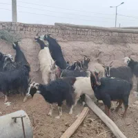 فروش بزغاله نر وماده|حیوانات مزرعه|جوادآباد, |دیوار