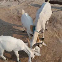 بز دوقلوزا