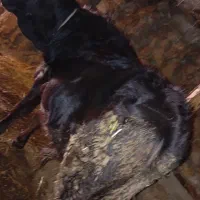 گوساله نر اصل جنس دار|حیوانات مزرعه|آبش احمد, |دیوار