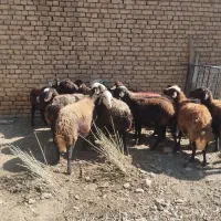 میش غزل افشار