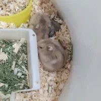 همستر و کمپل