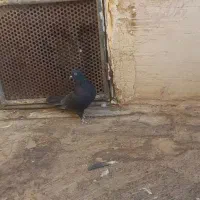 جوجه زاغ کاکلی گمشده|پرنده|قم, کیوانفر|دیوار