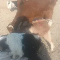 بزغاله ماده|حیوانات مزرعه|فشاپویه, |دیوار