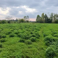 ۶۰۰متر مسکونی کوهستانی