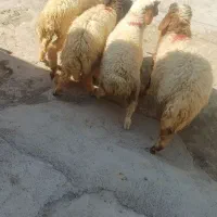 بره|حیوانات مزرعه|ایوان, |دیوار