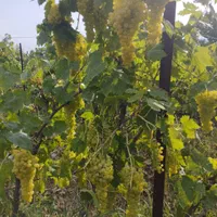 باغ انگور 10000متر|فروش دفتر صنعتی، کشاورزی، تجاری|اردبیل, |دیوار