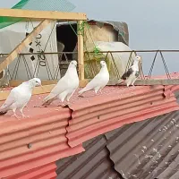 ۶ عدد کبوتر|پرنده|رشت, دخانیات|دیوار