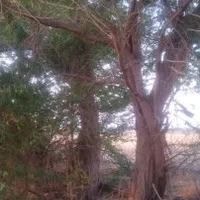 قطع نخل و درخت با خرید چوب درخت|خدمات باغبانی و درختکاری|بوشهر, |دیوار