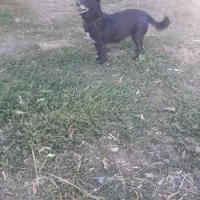 سلام واگذاری دهان پاک ب شرط|سگ|رزن, |دیوار