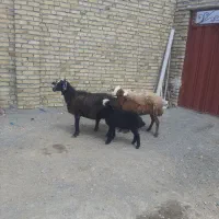 میش بره جوابزدوقلوزا