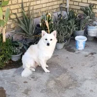 سگ پامر روباهی