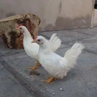 جوجه جاپنیز سفید پاک در انزلی|حیوانات مزرعه|رشت, کوی عرفان|دیوار