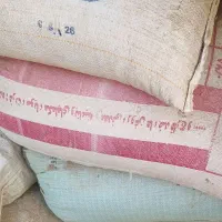 گندم بذری پیشگام وجوریحان|حراج|تربت جام, علوی|دیوار