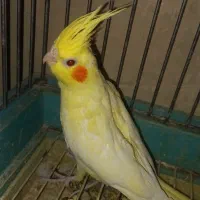 جوجه عروس هلندی|پرنده|قدس, شهرقدس|دیوار