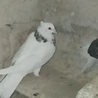 کفتر|پرنده|نیمروز, |دیوار