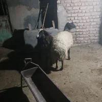 بره شالی|حیوانات مزرعه|رامند, |دیوار