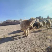 قوچ تخمی بختیاری اصل  کیلویی ۳۲۵  بردسیر|حیوانات مزرعه|کرمان, |دیوار