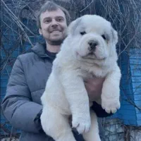 آلابای کائو روسی