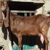 فروش هفت عدد بز ماده چاق