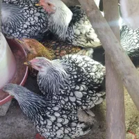 تعدادی نیمچه مرغ ویانروت