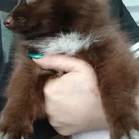 پامر سایز صفر