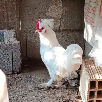 مرغ و خروس زینتی پا پری