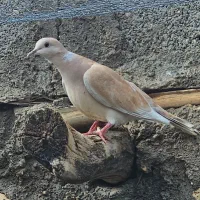 کبوتر خانگی.زینتی