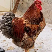 تخم نطفه دار برهما