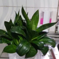 تعدادی گل به فروش میرسد|گل و گیاه طبیعی|محمدیه-قزوین, |دیوار