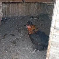 مرغ رسمی تخمی
