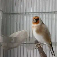 سهره دهن داربدون ایراد