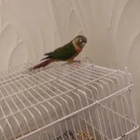 بنک خ ساحلی خ محمدرسول الله فرعی ۶|پرنده|بندر کنگان, |دیوار