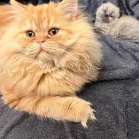 گربه پرشین اصیل یالدار|گربه|کرج, فاز ۱ مهرشهر|دیوار