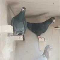 کبوتر پلاکی رنگ روشن به شرط زد و خورد