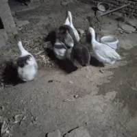 غاز یک ساله .|حیوانات مزرعه|مشهد, كنويست|دیوار