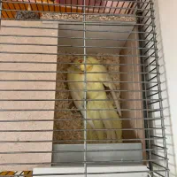 عروس هلندی لوتینو مولد|پرنده|فولادشهر, مسکن مهر فولادشهر|دیوار