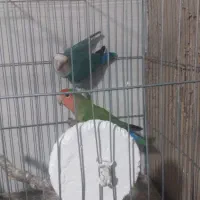 یک جفت کوتوله برزیلی|پرنده|گرگان, |دیوار