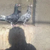 کفتر پرنده|پرنده|تربت‌حیدریه, مسجد جامع|دیوار