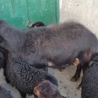 دوتا قوچ قزل افشار|حیوانات مزرعه|تیکمه داش, |دیوار