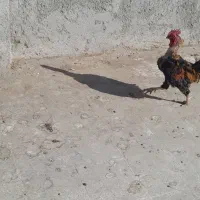 خروس