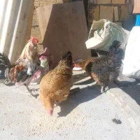 مرغ تخمی