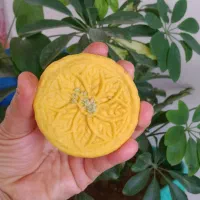 رنگینک وکلمپه خرمایی ویژه وخاص|خوردنی و آشامیدنی|جهرم, |دیوار